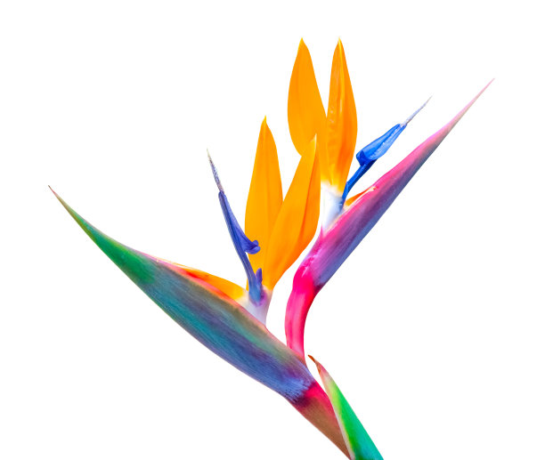 2朵天堂鸟花，白色背景图片下载