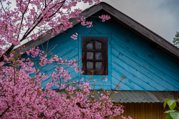 鲜花盛开的背景图片下载