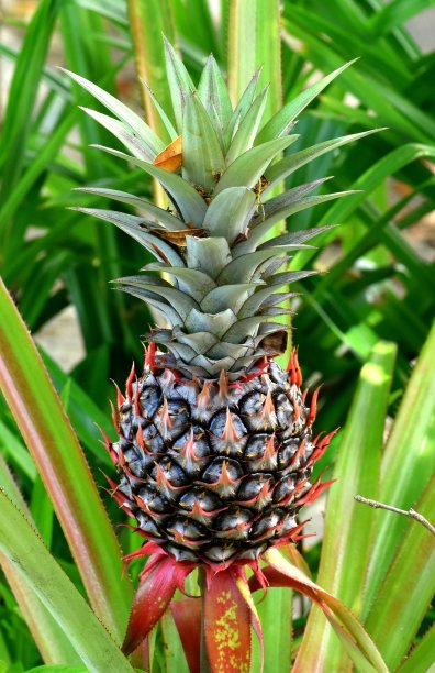 成熟的菠萝还在植株上图片下载