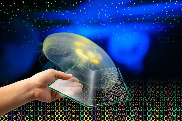 手拿着折叠发光水母的平板，检查基因信息。二进制码和RNA码出现在显示器上图片下载