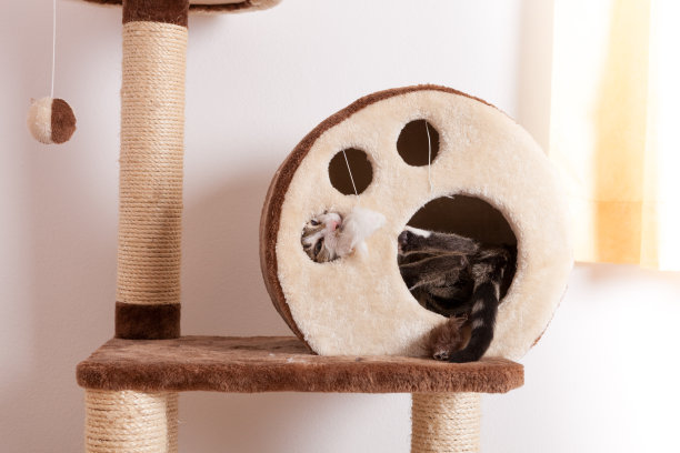 年轻的虎斑猫藏嬉戏，看出猫洞图片下载