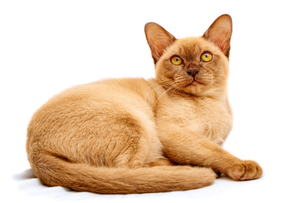 缅甸猫凯蒂色巧克力，是一种家猫。图片下载