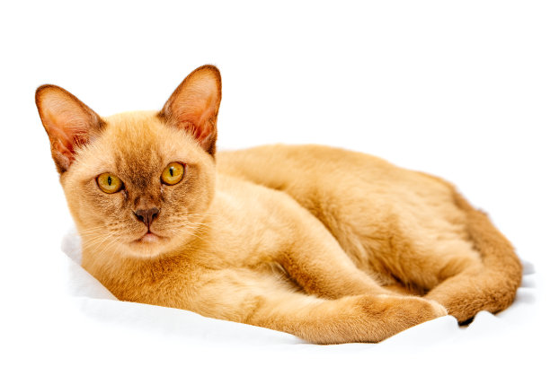 缅甸猫凯蒂色巧克力，是一种家猫。图片下载