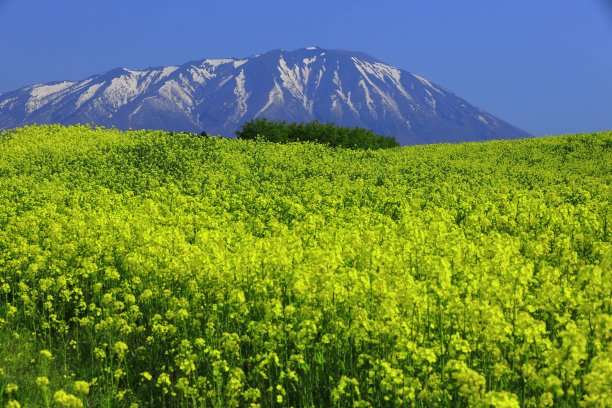 岩手山和油菜花图片下载