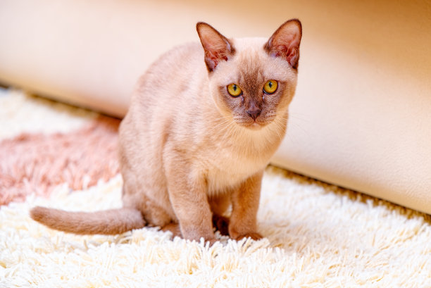 缅甸猫凯蒂色巧克力，是一种家猫。图片下载