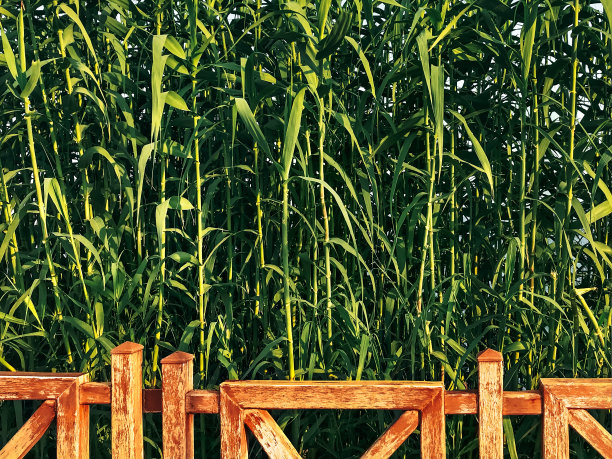 竹布什背景图片下载