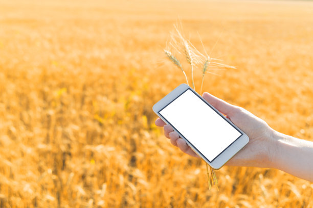 旅游理念——在平板电脑上用剪影屏幕拍摄蓝天白云下成熟麦田的旅游照片。图片下载