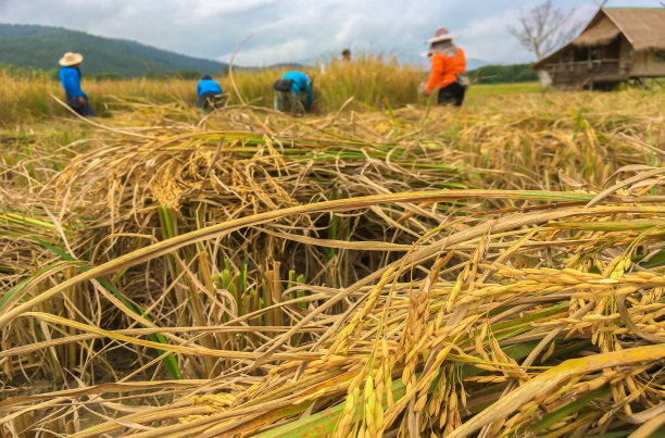 金大米。在泰国北部的稻田里，农民正在收割水稻，以自然的食物景观为背景图片下载