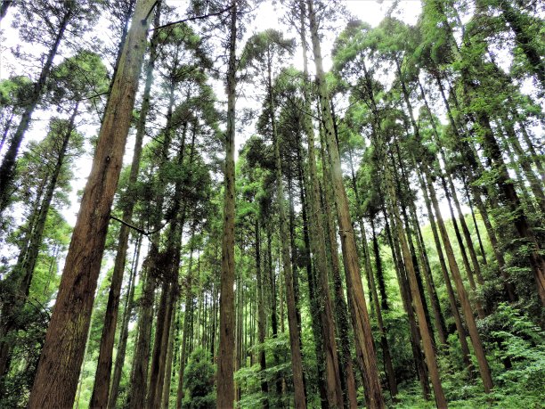 日本关东地区的雪松林图片下载