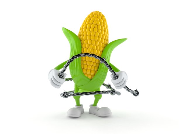 玉米性状持有铁丝网图片下载