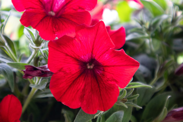 花盆里的红花绿叶图片下载