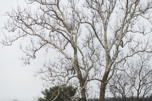 大的美国西花悬浮树，在冬季白色多云的天空下有坚果或果实图片下载