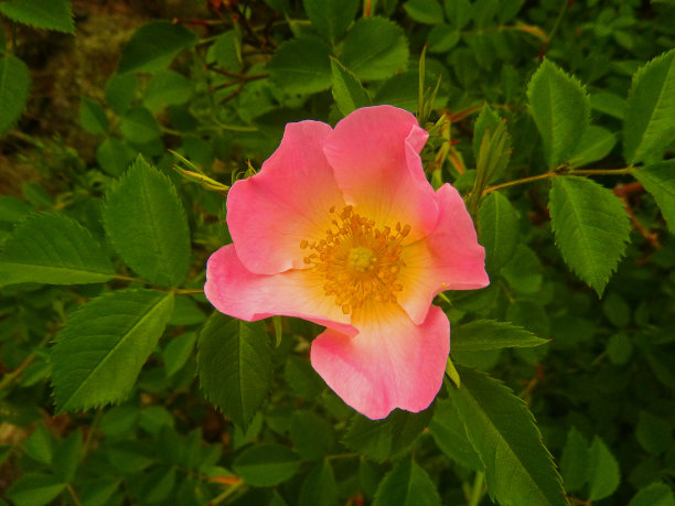 春天的花朵图片下载