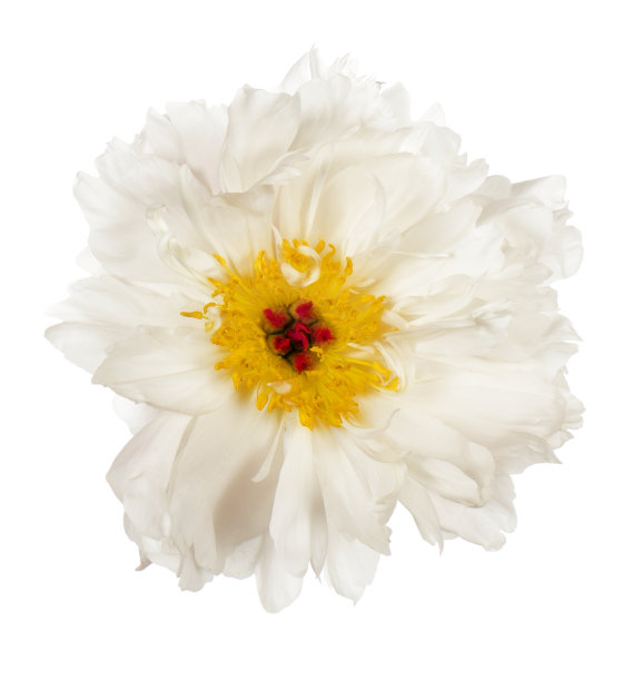 美丽的白牡丹图片下载