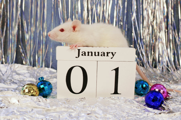 小白鼠坐在印有圣诞装饰的木制日历上，象征着2020年的新年图片下载