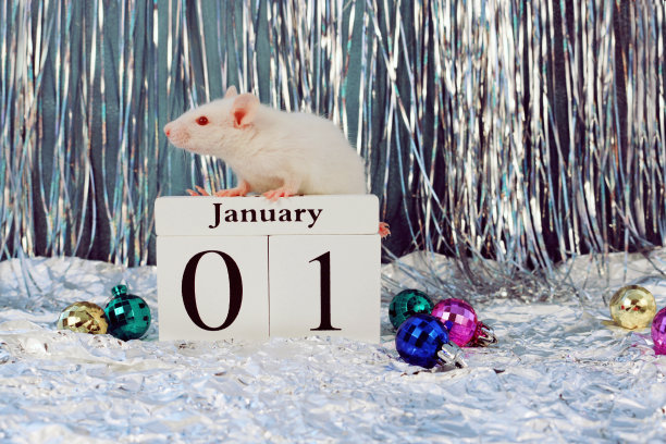 小白鼠坐在印有圣诞装饰的木制日历上，象征着2020年的新年图片下载