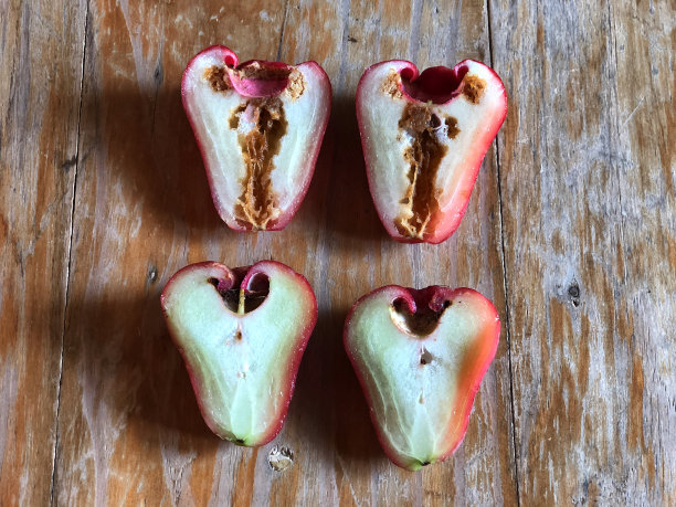 苹果玫瑰里的虫子。半只苹果玫瑰放在木桌上，酸甜相间的水果。健康和减肥水果。图片下载