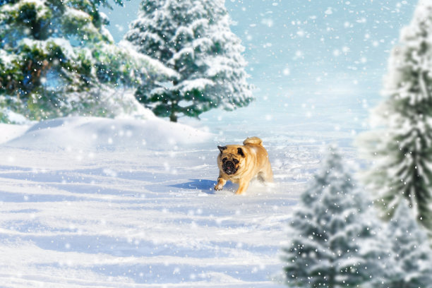 哈巴狗在一个晴朗霜冻的日子里在冬天的森林里奔跑玩耍。绝妙的明信片图片图片下载