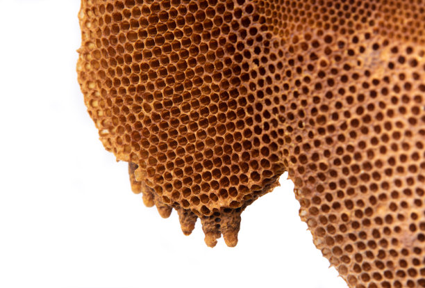 蜂房闭合和孤立图片下载