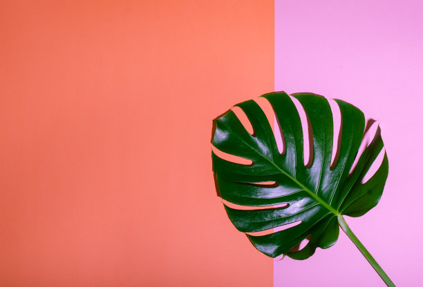 粉红色背景上的绿色怪物的叶子。为题字预留空间。夏天的心情图片下载