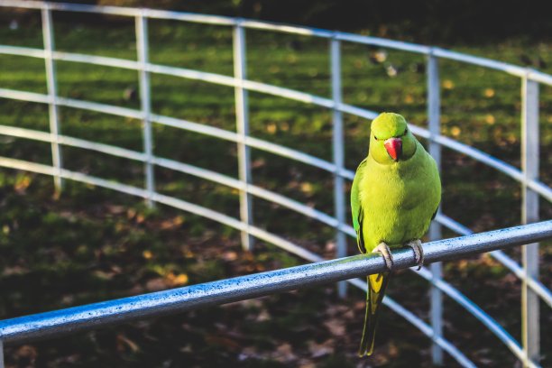伦敦石灰鸟图片下载