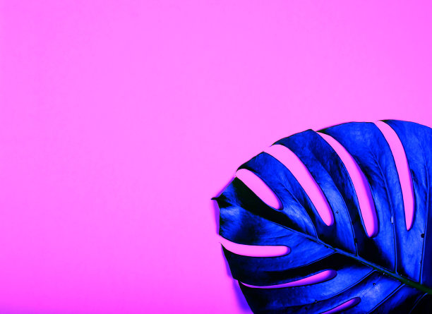 粉红色背景上的绿色怪物的叶子。为题字预留空间。夏天的心情图片下载