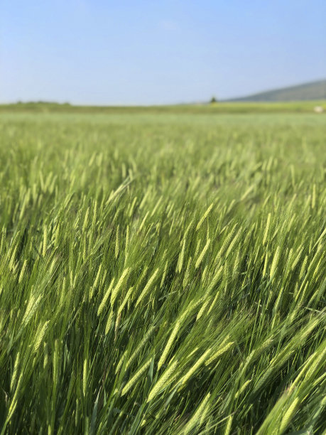 农业、农业、背景、大麦、麦片、国家,乡村,作物,天,环境,农业,农田,领域,新鲜,谷物,草,绿色,成长,成长,收获,景观、草地,自然,自然,没有人,有机,户外,植物,农村,黑麦、季节,天空,春天,茎,根稻草,图片下载