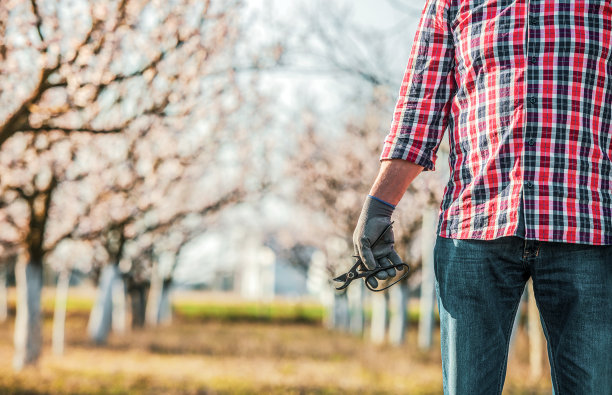 果园。在果园里，一名男子正在用大剪刀修剪树木，特写照片。爱好休闲、农业概念图片下载