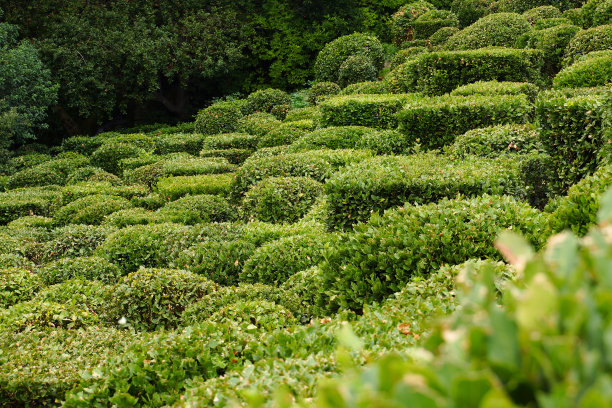 月桂种植园。图片下载
