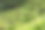 月桂种植园。图片下载