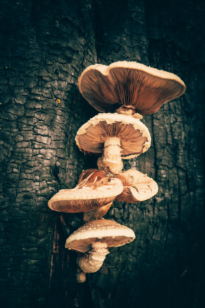 神秘的蘑菇生长在烧焦的树干上，万圣节的概念，垂直观图片下载