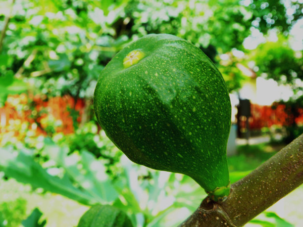 明亮模糊街道上的绿色无花果图片下载