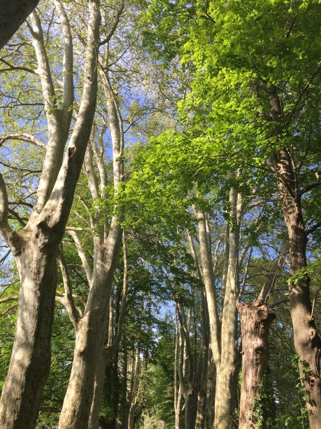 树自然的天空图片下载
