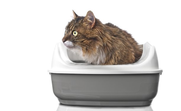 可爱的虎斑猫坐在一个打开的砂盆里，好奇地看着旁边。我孤立在白色背景和复制空间。图片下载