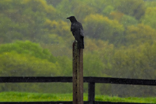 乌鸦图片下载