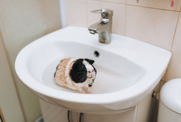 有趣的天竺鼠坐在水龙头下面的水槽里洗澡。啮齿动物保健的概念。清洁和卫生。图片下载