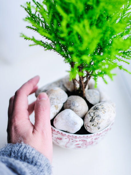 室内植物，多肉植物，盆景树，微妙的照片在良好的光宏观，盆在人的手中图片下载