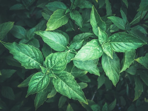 新鲜的有机罗勒叶图片下载