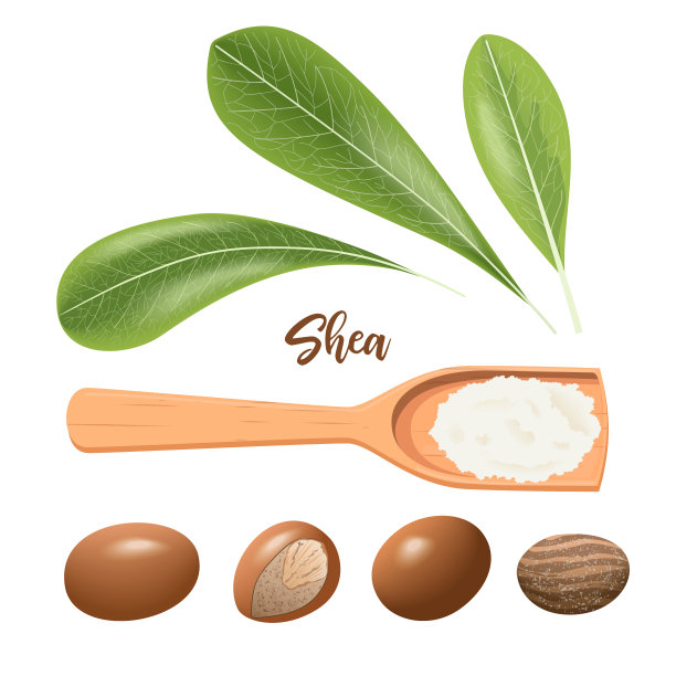 完整和开裂的乳木果。木勺上放树叶和乳木果油。石树豆荚，karite。Vitellaria paradoxa。图片下载