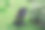 在一个阳光明媚的日子里，一个小男孩坐在美丽的灌木旁的婴儿车里图片下载