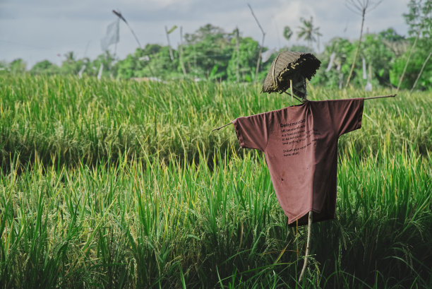 巴厘岛仓谷稻田里的稻草人图片下载