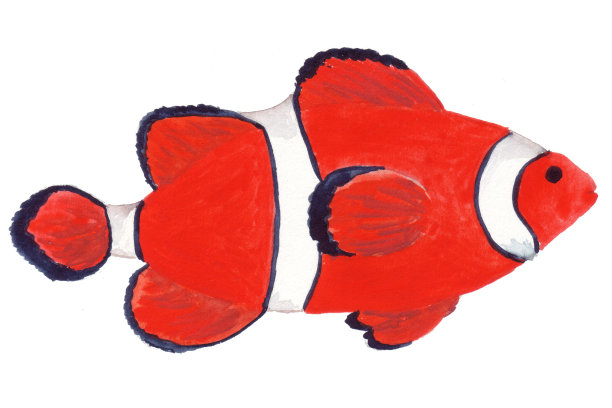 深海生物，海洋动物群的外来代表。红色的鱼素材图片