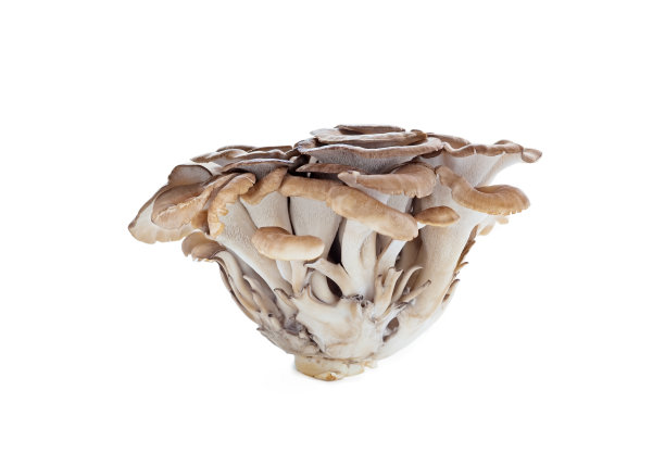 灰树花蘑菇图片下载