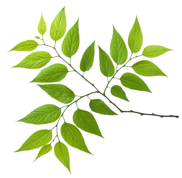 叶子在树枝上。树在白色背景上分离出带有绿叶的嫩枝。图片下载