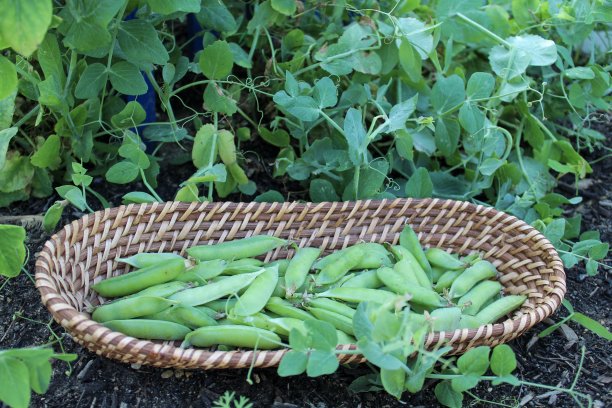 篮子新鲜采摘的豌豆在椭圆形篮子旁边的豌豆植物在花园图片下载