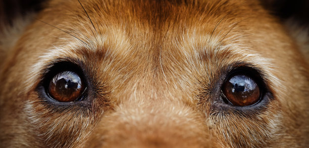 一只流浪狗悲伤的眼神图片下载