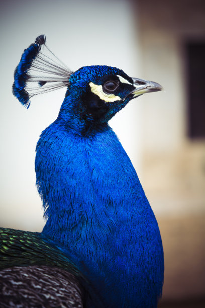 充满活力的孔雀在历史房子的庭院近距离观察图片下载