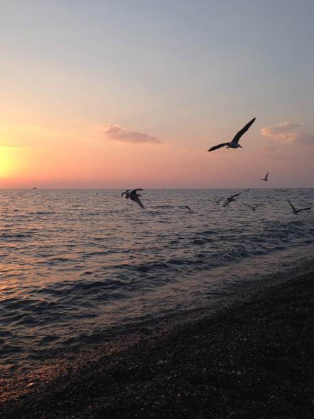 鸟儿，大海和日落图片下载