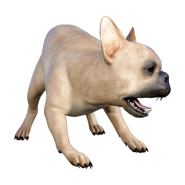 3D插图法国斗牛犬在白色图片下载