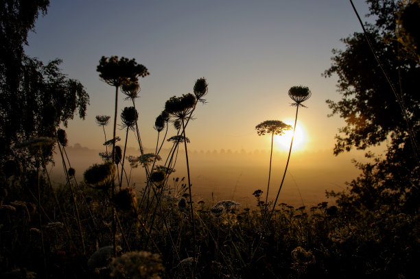 雾蒙蒙的日出在路边图片下载
